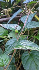 Centropogon costaricae