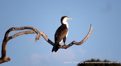 Microcarbo melanoleucos