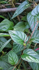 Centropogon costaricae