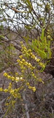 Phoradendron forestierae