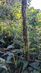 Centropogon costaricae