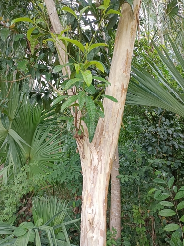Pimenta dioica