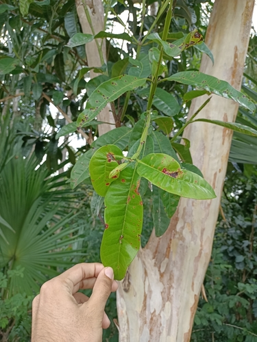 Pimenta dioica