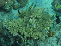 Acropora longicyathus