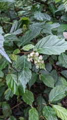 Begonia estrellensis