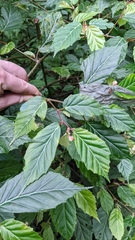 Begonia estrellensis
