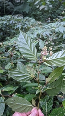 Begonia estrellensis