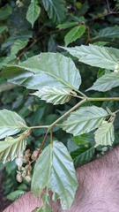 Begonia estrellensis
