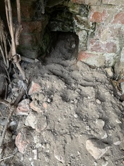 Vulpes vulpes crucigera