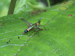 Paramastax rosenbergi