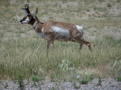 Antilocapra americana