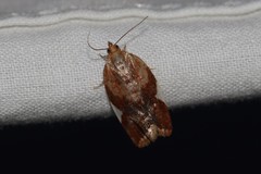 Clepsis persicana