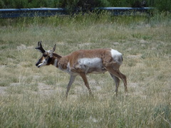 Antilocapra americana