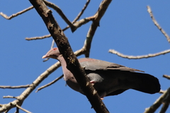 Patagioenas flavirostris