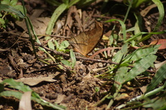Marpesia petreus