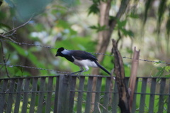 Cyanocorax cyanopogon