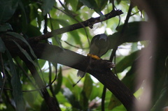 Cyanocorax cyanopogon