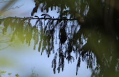 Psaltriparus minimus