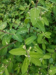 Lonicera