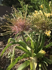 Allium schubertii