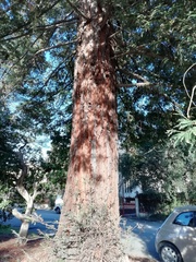 Sequoia sempervirens