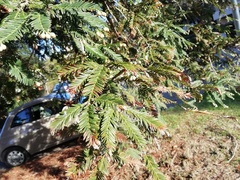 Sequoia sempervirens