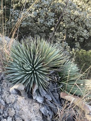 Agave rzedowskiana