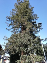 Sequoia sempervirens