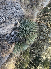 Agave rzedowskiana