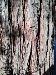 Sequoia sempervirens