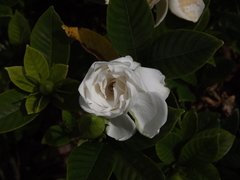 Angiospermae
