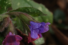 Pulmonaria affinis