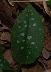 Pulmonaria affinis