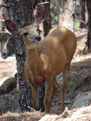 Odocoileus hemionus