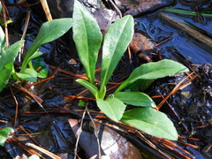 Symphyotrichum elliottii