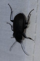 Chlaenius tomentosus