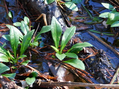 Symphyotrichum elliottii