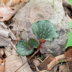 Begonia tapatia