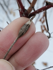 Neolasioptera convolvuli