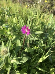 Centaurea pullata