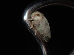 Cyrtolobus maculifrontis