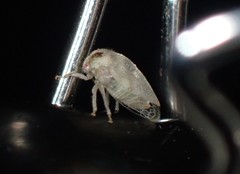 Cyrtolobus maculifrontis