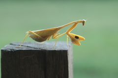 Stagmatoptera femoralis
