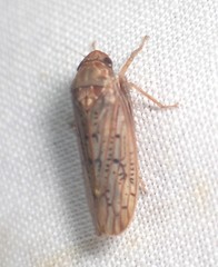 Ponana rubida