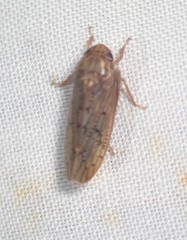 Ponana rubida