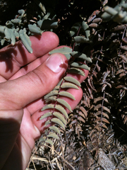 Pellaea bridgesii