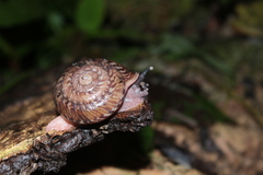 Solaropsis undata