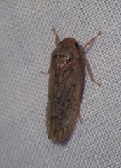 Ponana rubida