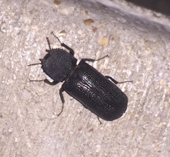 Apatides fortis