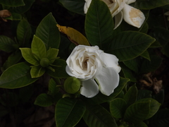 Angiospermae